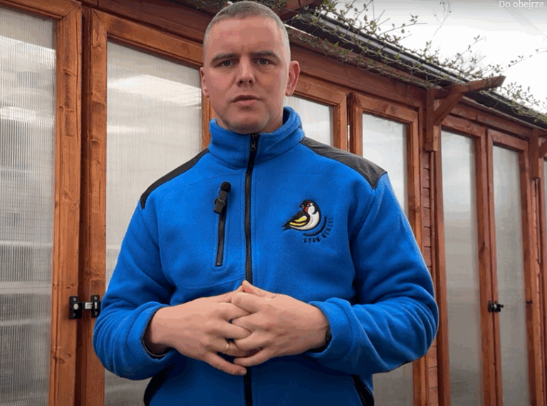 SZCZYGŁY SYBERYJSKIE – MOJA HODOWLA, MOJA PASJA