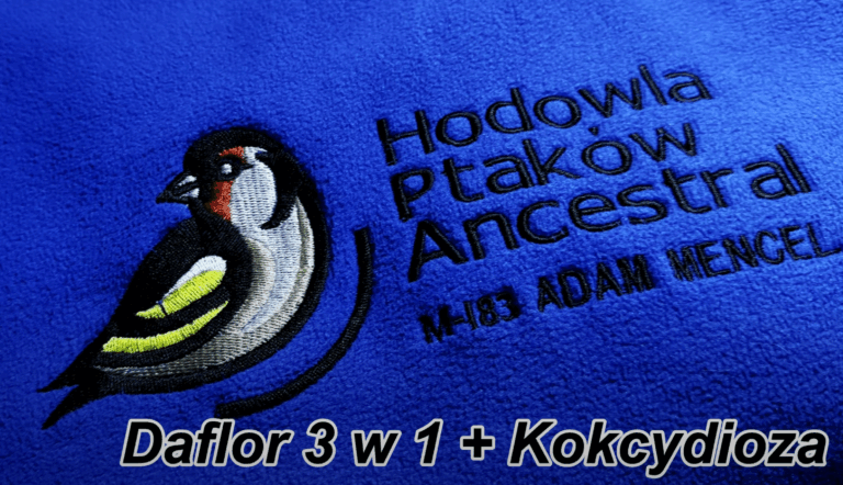 OPIS DAFLOR 3W1 + RABAT, KOKCYDIOZA ZAKOŃCZENIE.