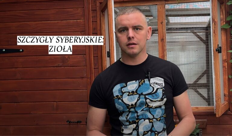 SZCZYGŁY SYBERYJSKIE: ZIOŁA