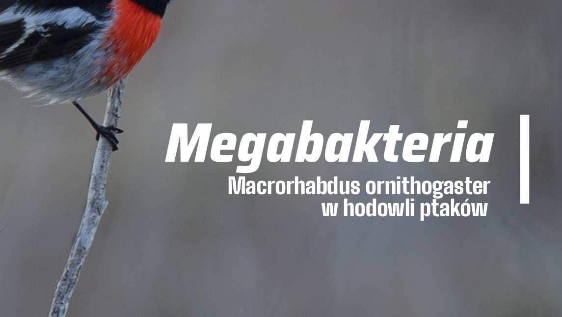 template e1756894344294